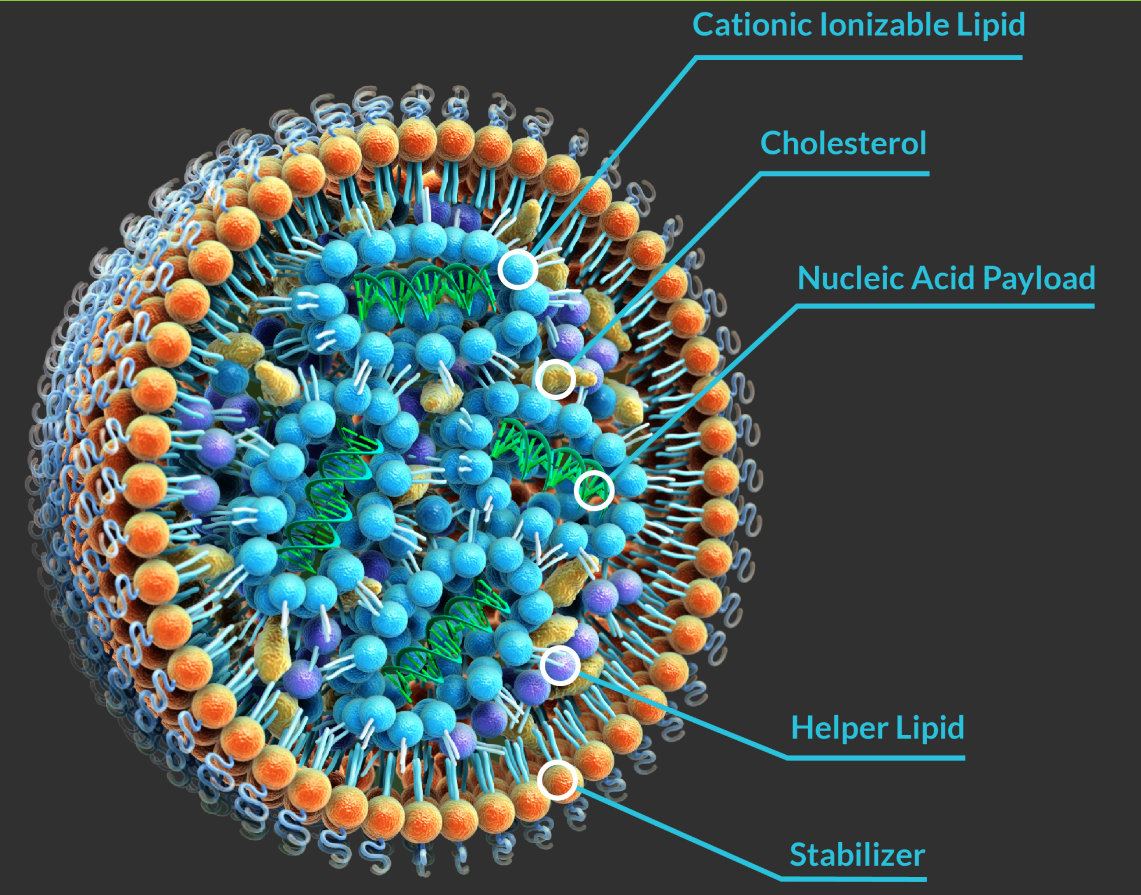 LNP 递送系统示意图 - mRNA-TCR + siRNA-PD1 + LNP + 电转 + T 细胞