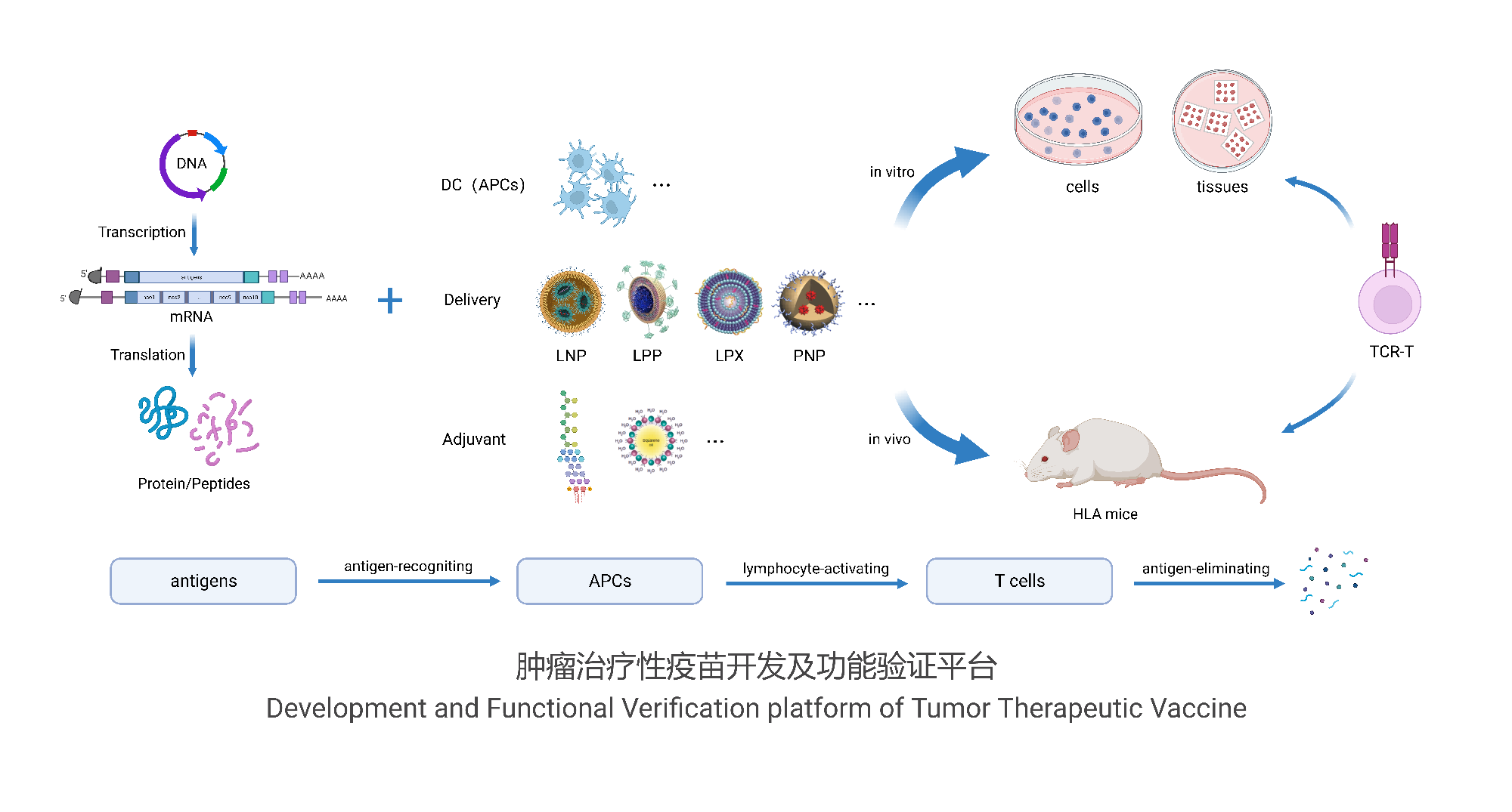 肿瘤治疗性疫苗开发验证平台全流程图