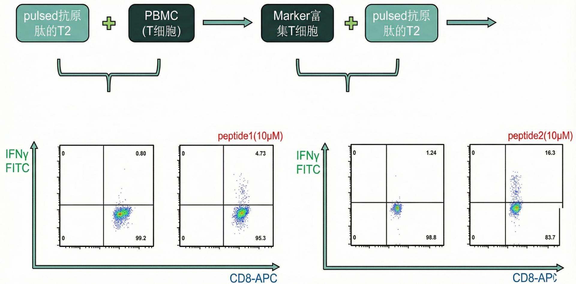 9天/45天TCR开发流程及IFNγ ICS验证数据